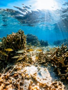 Undersea landscape of coral reef