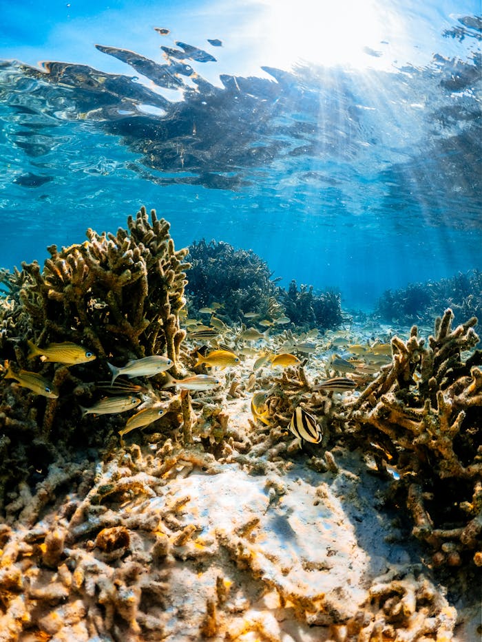 Undersea landscape of coral reef