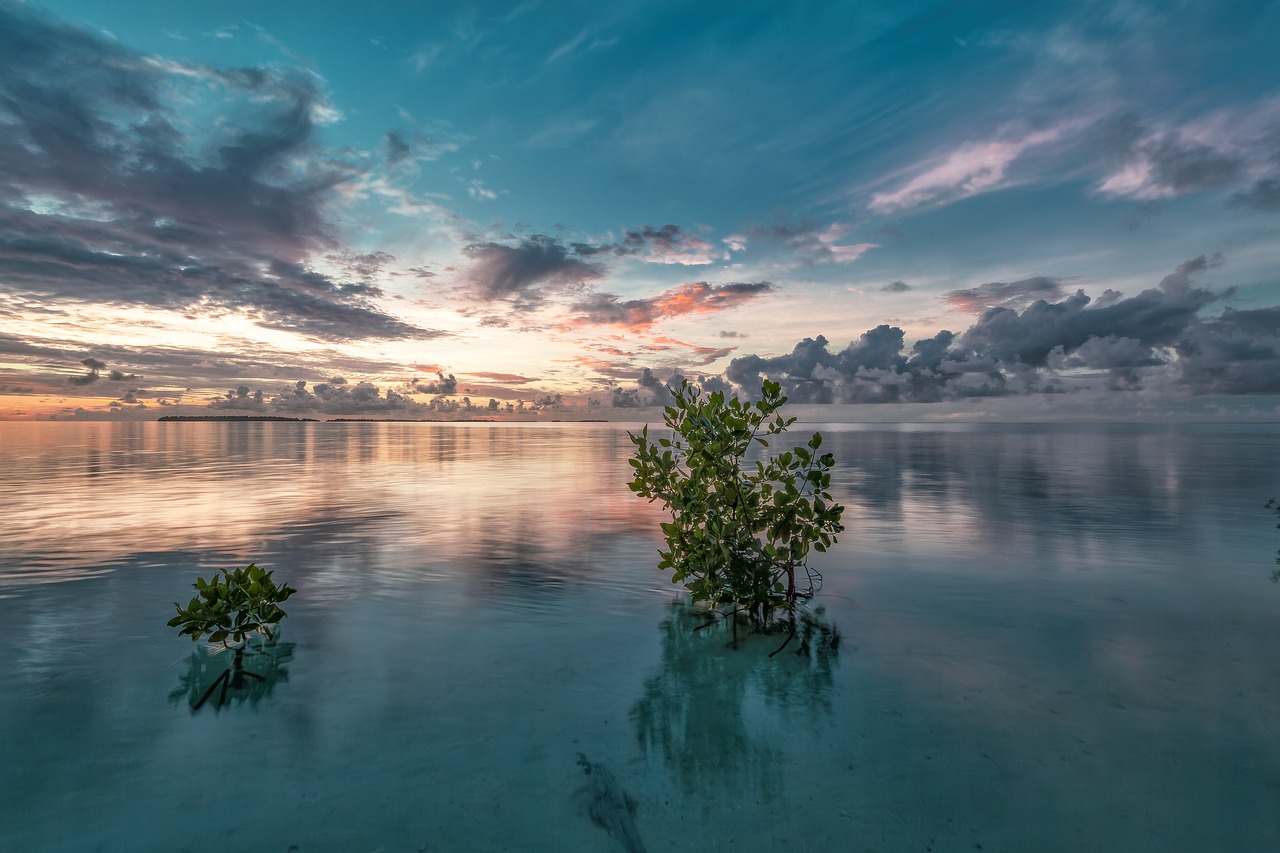 sea, nature, mangrove